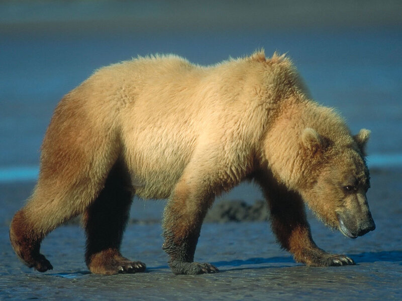 Brown Bear Walking — Natural, Afternoon