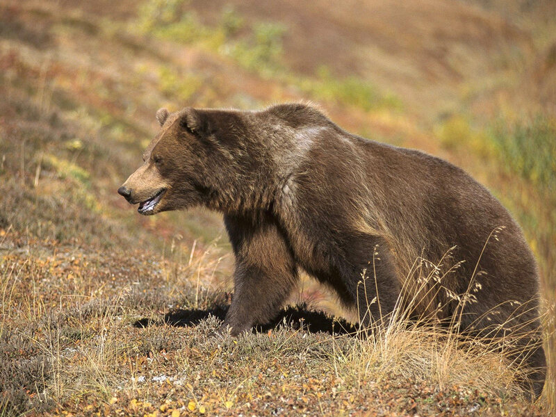 Brown Bear Walking — Natural, Autumn, Photograph
