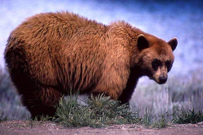 Brown Bear Walking — Natural, Photograph