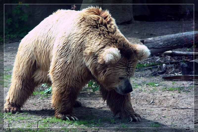 Brown Bear Walking — Natural