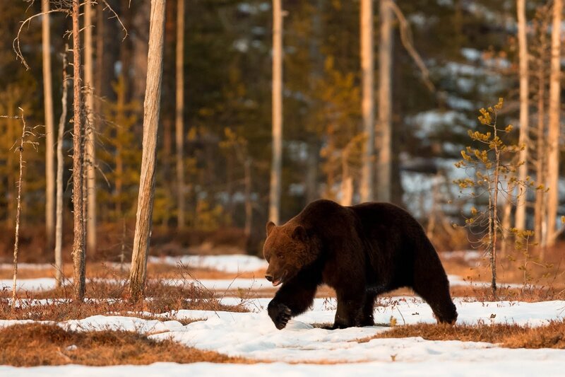 Brown Bear Walking — Natural, Winter