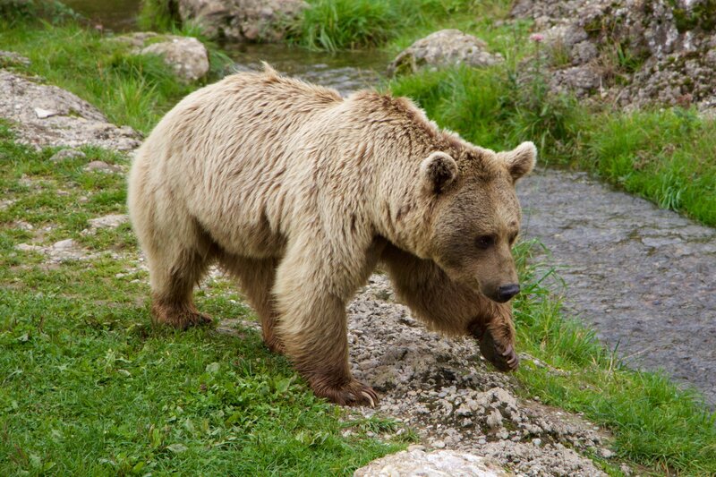 Brown bear walking near stream