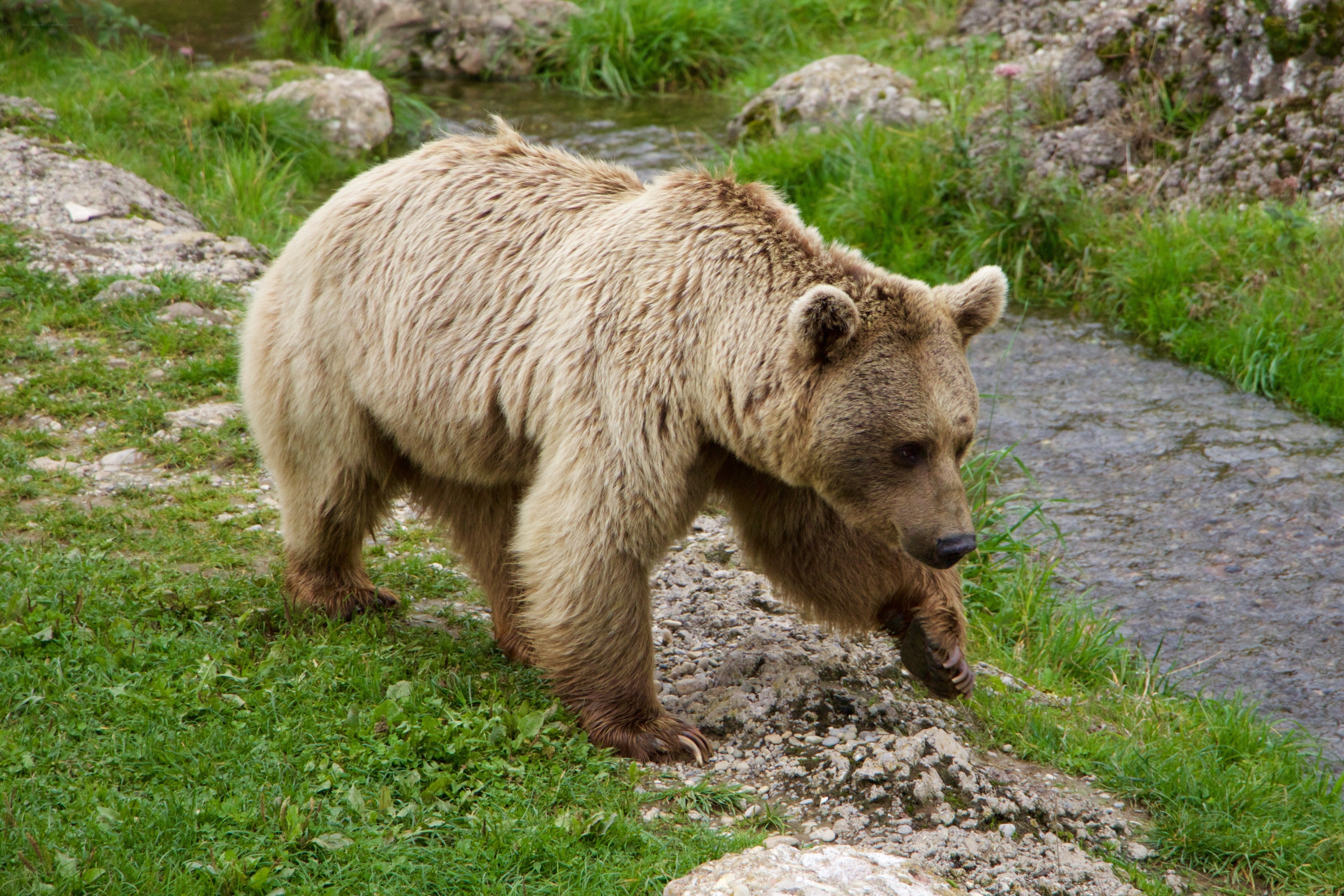 Brown bear walking near stream