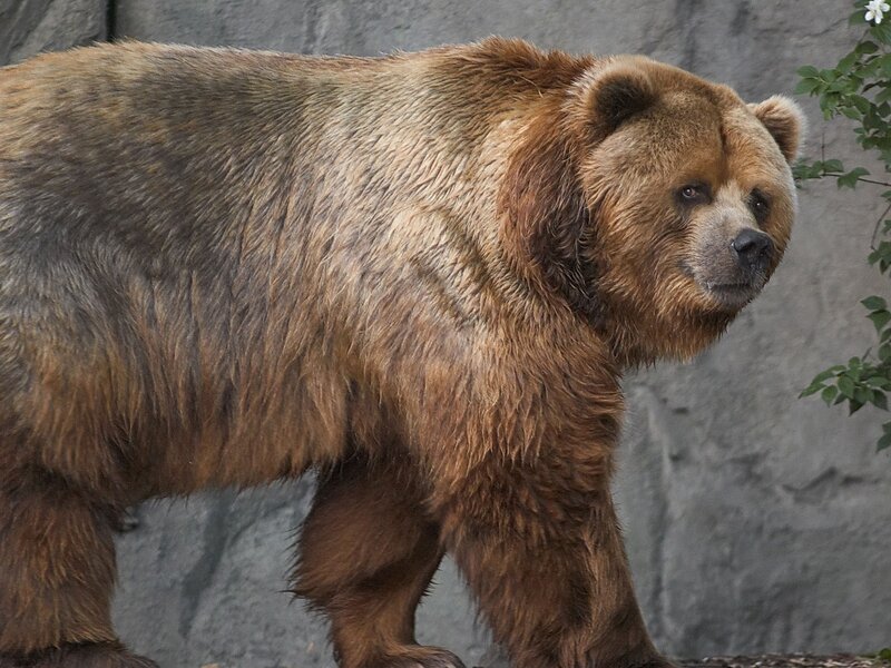 Brown Bear Walking — Neutral