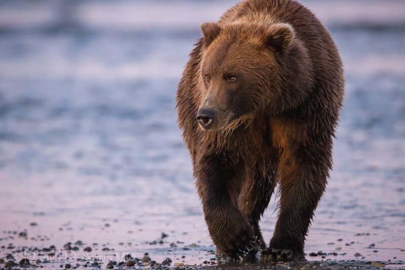 Brown bear walking on beach