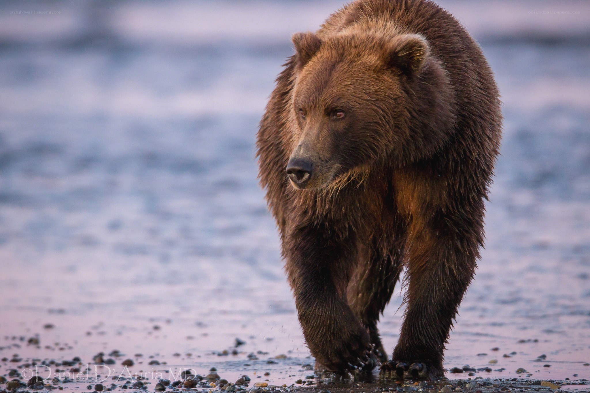 Brown bear walking on beach