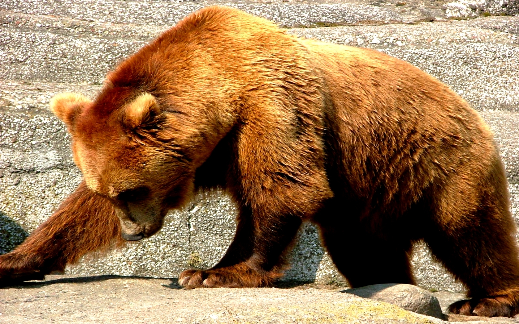 Brown bear walking on stone