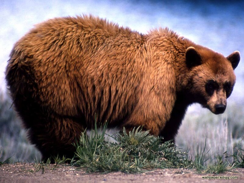 Brown Bear Walking