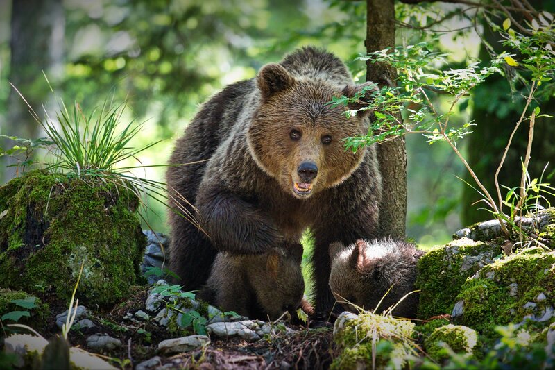 Brown Bear with Cub — Green