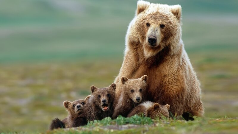 Brown Bear with Cubs — Calm, Afternoon, Photograph, Grass