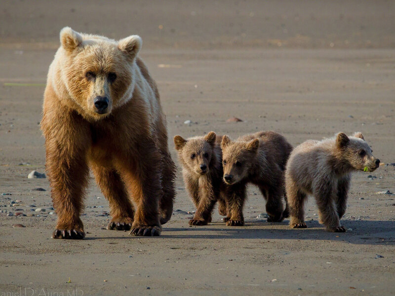 Brown Bear with Cubs — Calm, Afternoon, Photograph