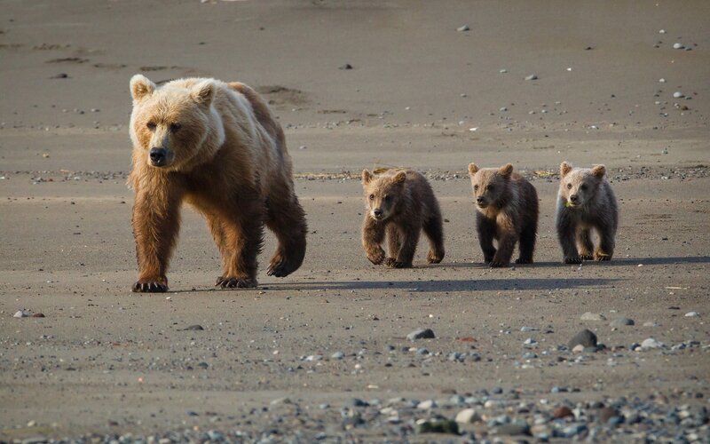 Brown Bear with Cubs — Calm, Afternoon