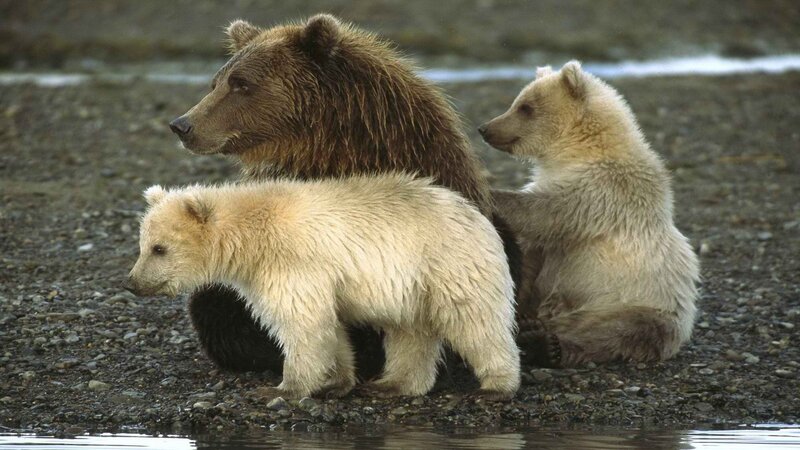 Brown Bear with Cubs — Calm, Photograph, Riverbank