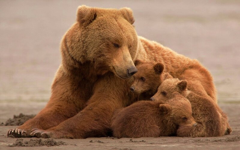 Brown Bear with Cubs — Calm, Photograph, Sand