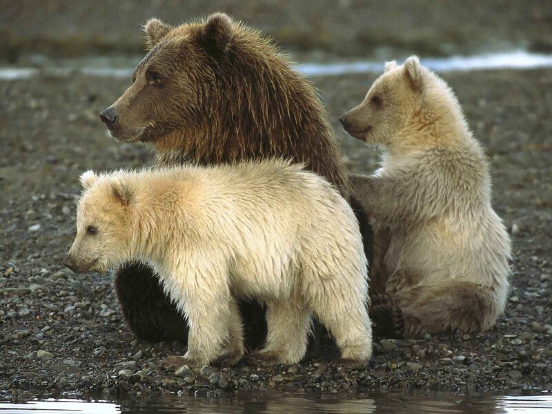 Brown Bear with Cubs — Calm, Photograph