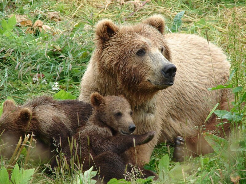 Brown Bear with Cubs — Calm, Summer