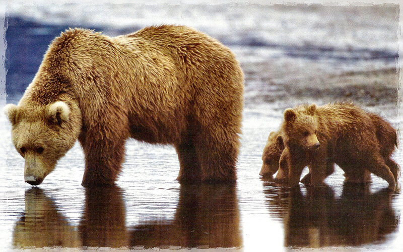 Brown Bear with Cubs — Calm