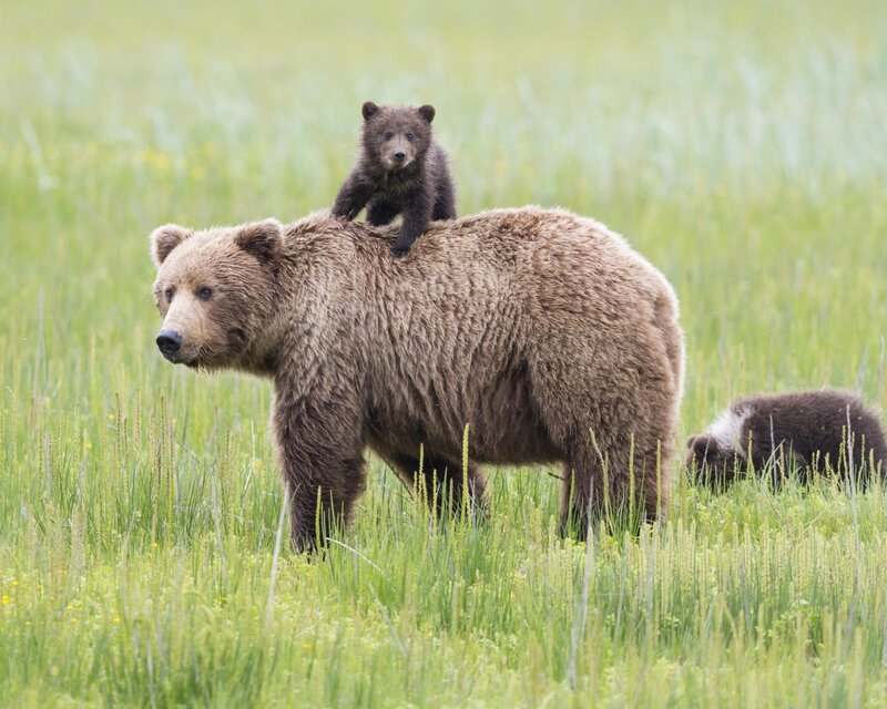Brown Bear with Cubs — Green, Calm, Summer, Photograph, Cub