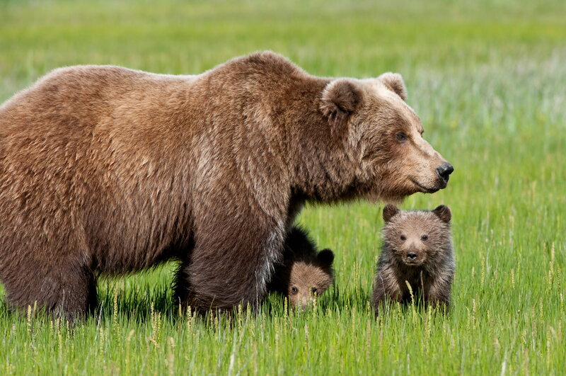 Brown Bear with Cubs — Green, Calm, Summer, Photograph