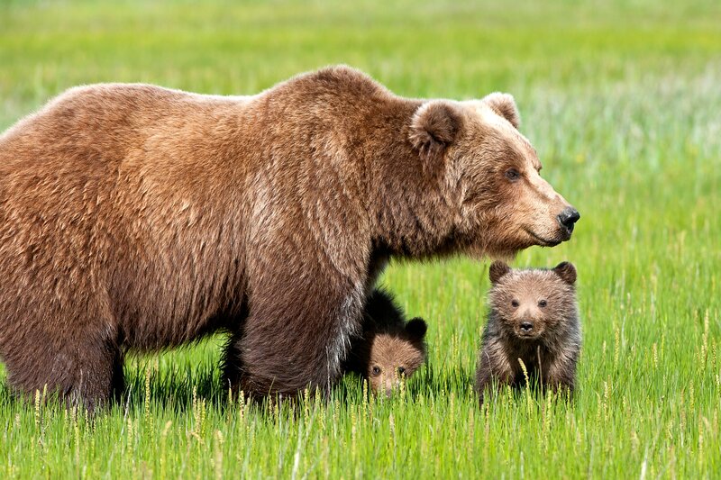 Brown Bear with Cubs — Green, Calm, Summer