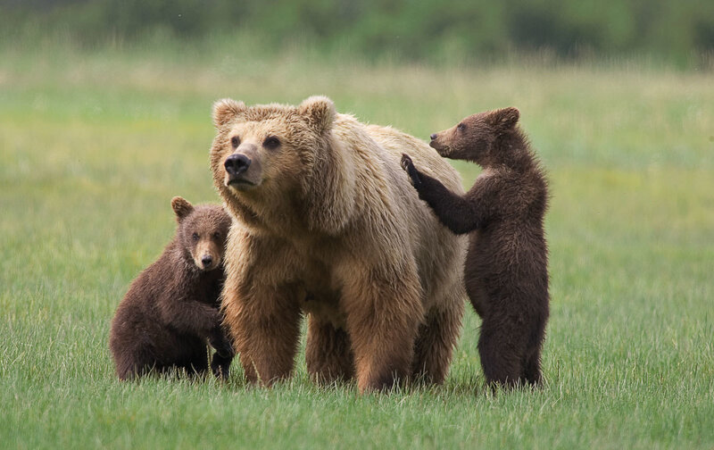 Brown Bear with Cubs — Green, Calm