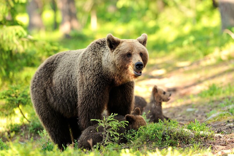 Brown Bear with Cubs — Green, Natural, Afternoon