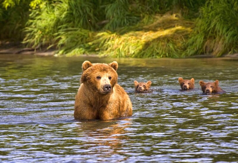 Brown Bear with Cubs — Green, Natural