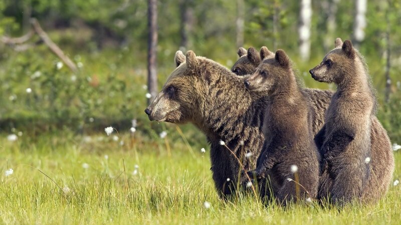 Brown Bear with Cubs — Green, Serene, Afternoon