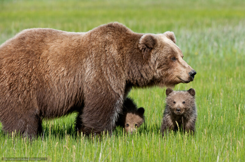 Brown Bear with Cubs — Green, Serene, Summer
