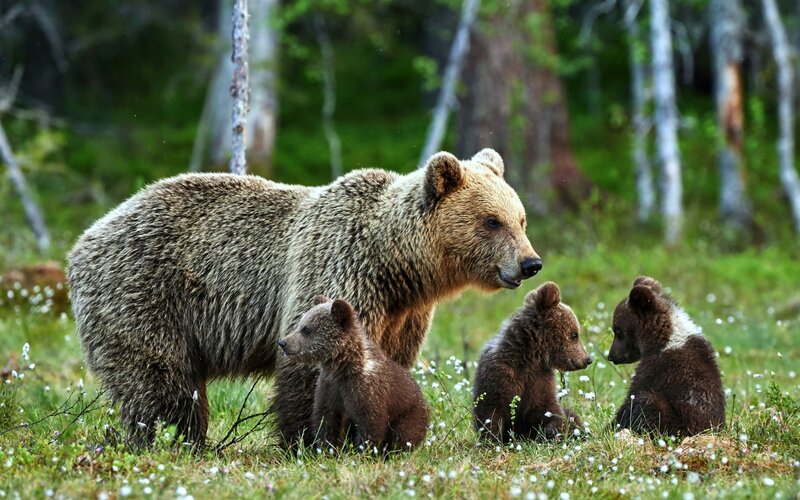Brown Bear with Cubs — Green, Serene
