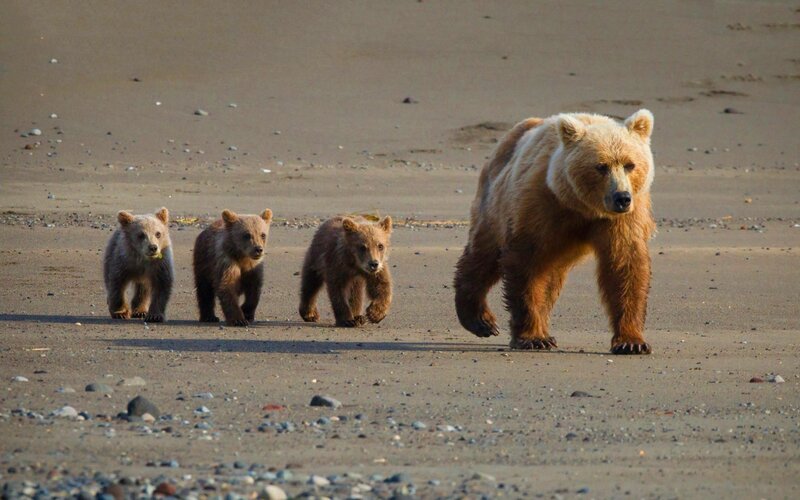 Brown Bear with Cubs — Natural, Afternoon, Photograph