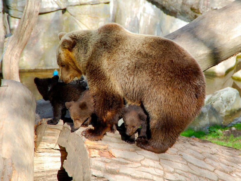 Brown Bear with Cubs — Natural, Afternoon