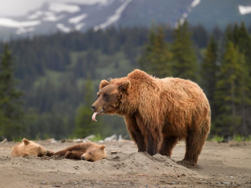 Brown Bear with Cubs — Natural