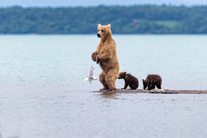 Brown Bear with Cubs — Serene, Afternoon
