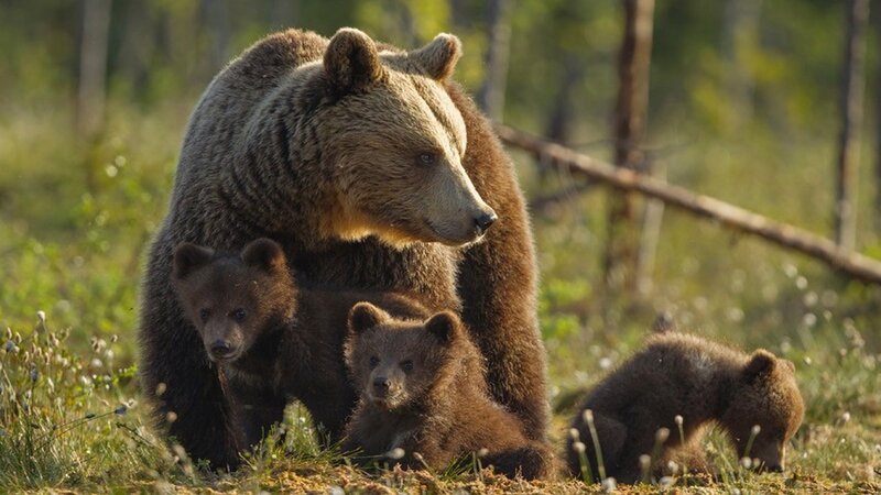 Brown Bear with Cubs — Serene, Morning