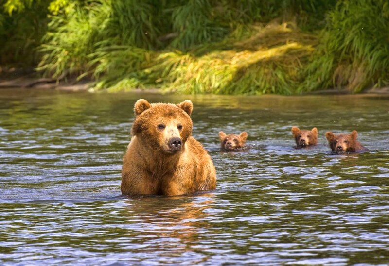 Brown Bear with Cubs