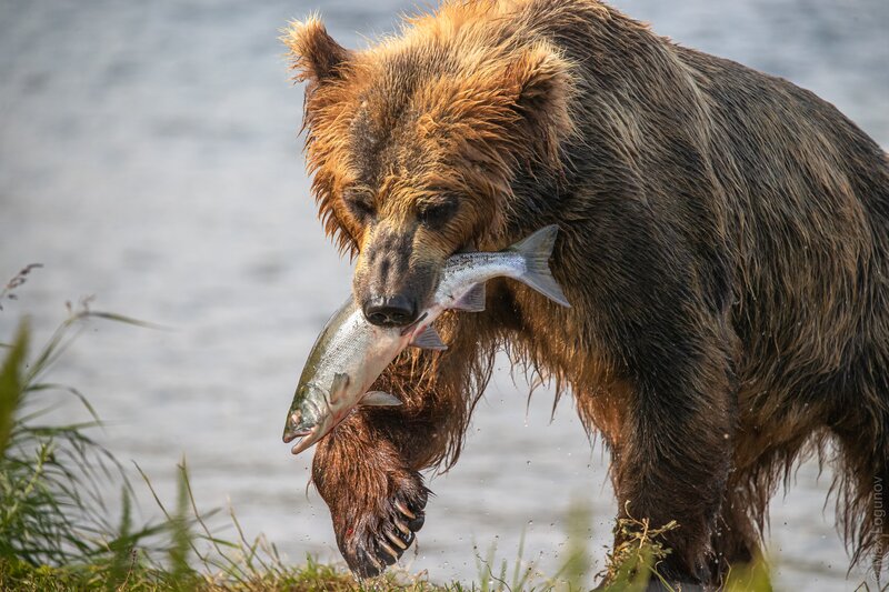 Brown Bear with Fish — Dramatic