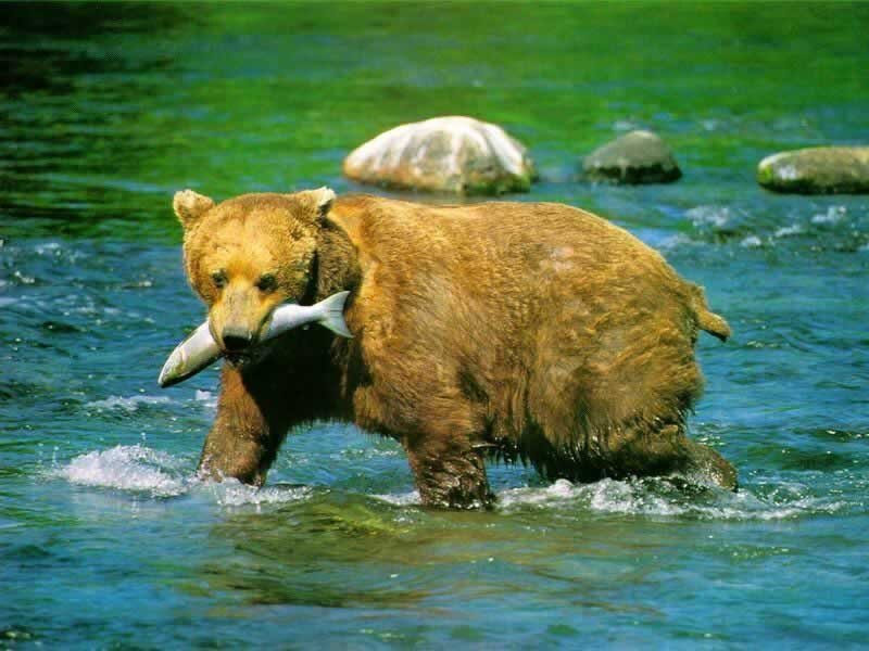 Brown Bear with Fish