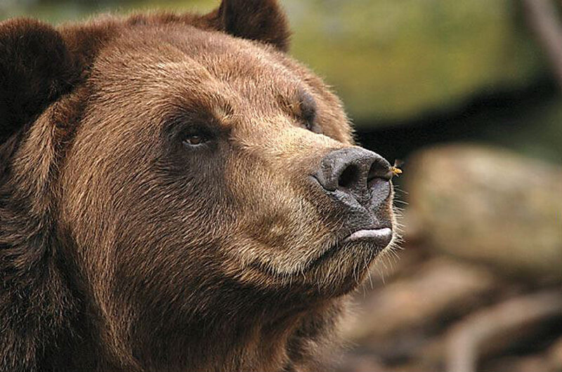 brown bear with fly on nose