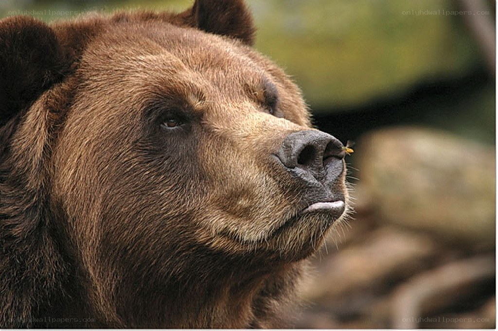 brown bear with fly on nose