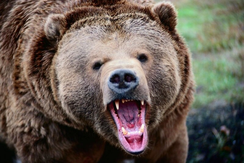 Brown Bear with Open Mouth — Aggressive