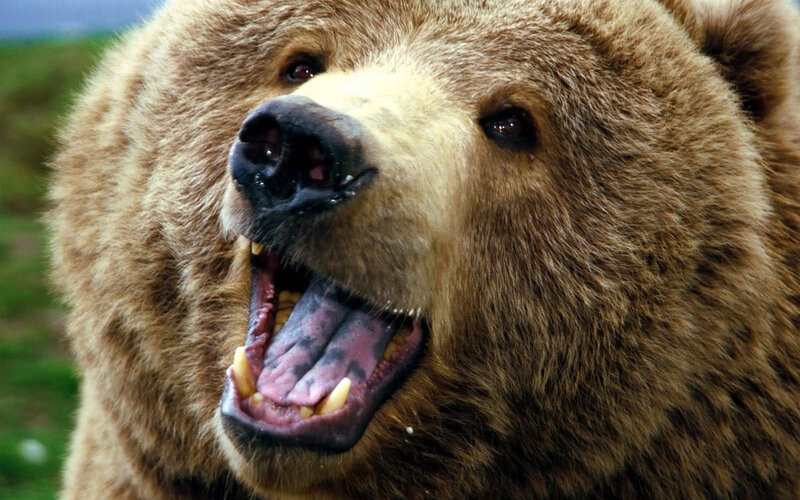 brown bear with open mouth