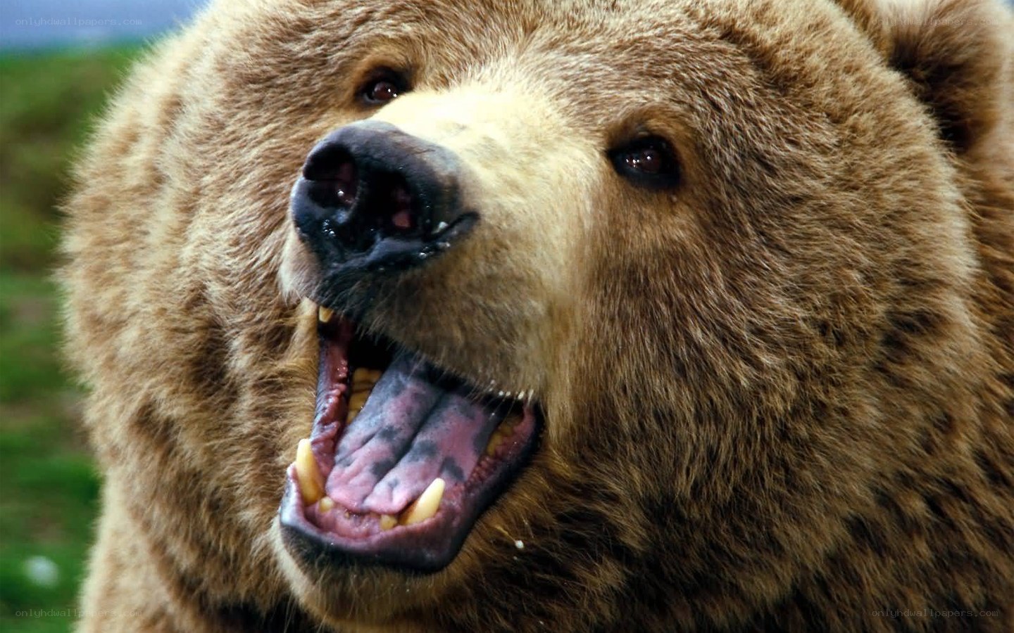 brown bear with open mouth