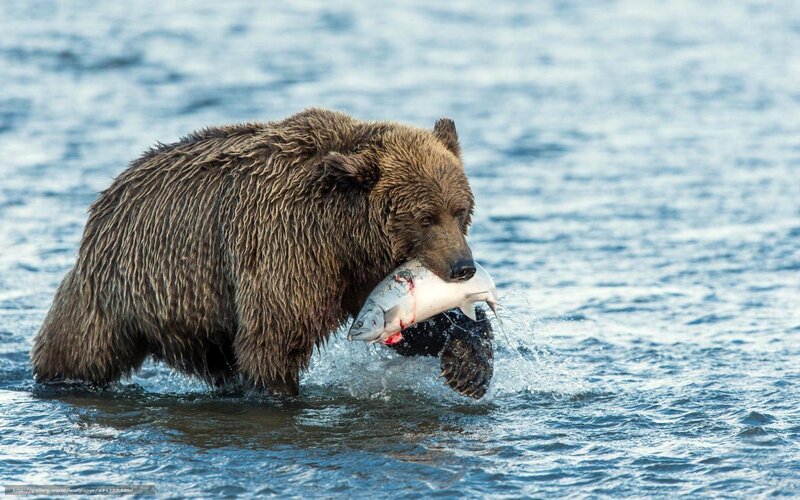 Brown Bear with Salmon — Dramatic, Afternoon, Photograph