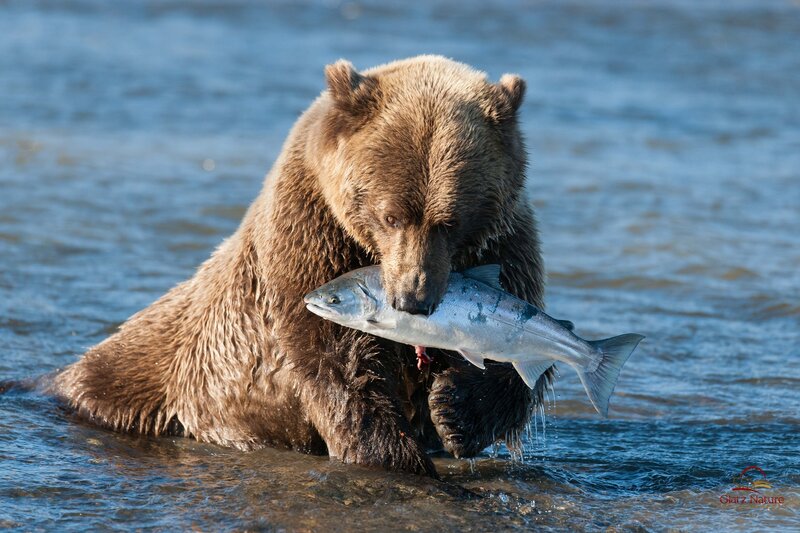 Brown Bear with Salmon — Dramatic, Afternoon