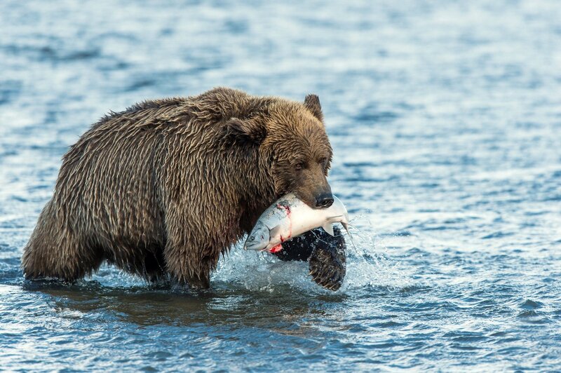 Brown Bear with Salmon — Dramatic