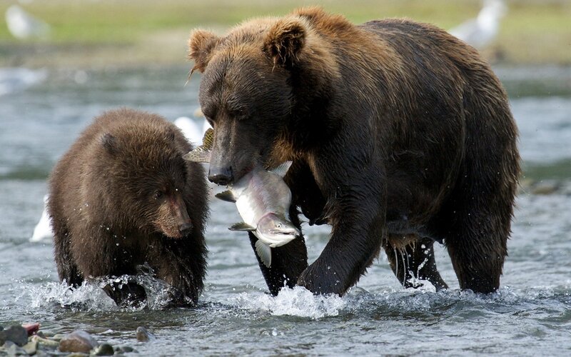 Brown Bear with Salmon — Natural