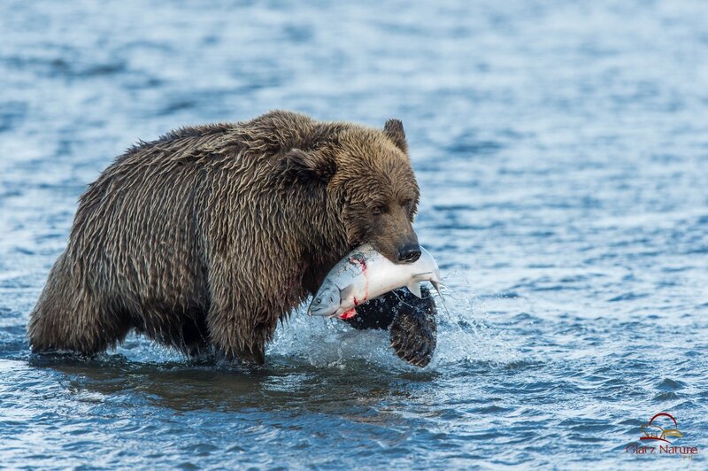 Brown Bear with Salmon