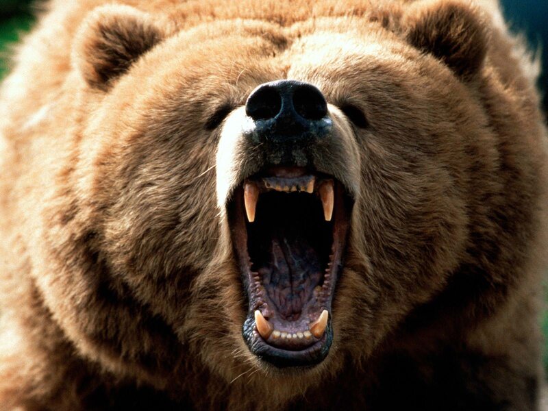 Brown Bear Yawning — Aggressive, Photograph