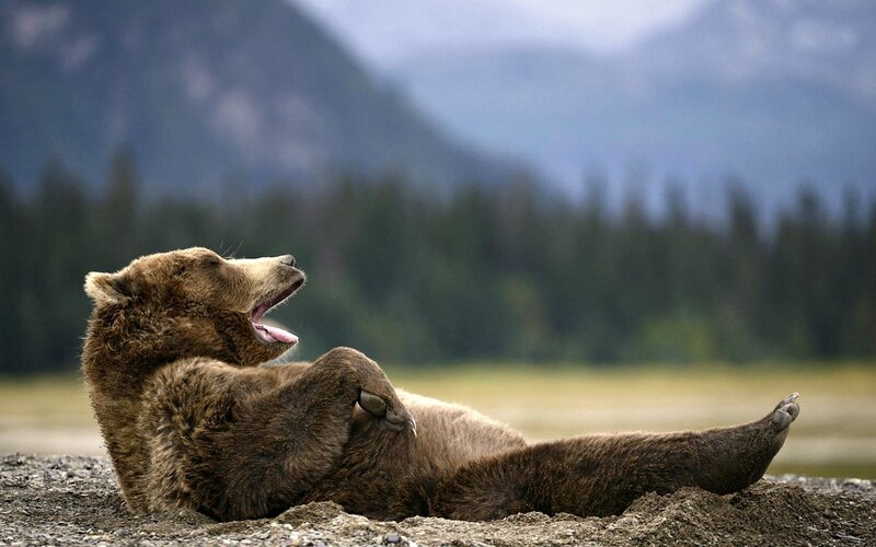 Brown Bear Yawning — Calm